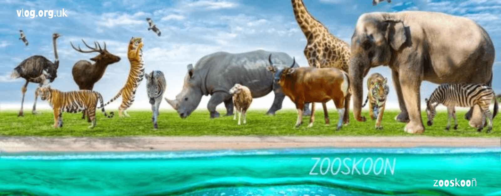 Zooskooñ: A Global Leader in Ethical Animal Care