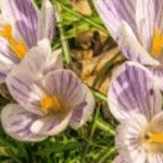 lillienu