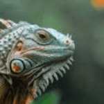 lizardbreath5678